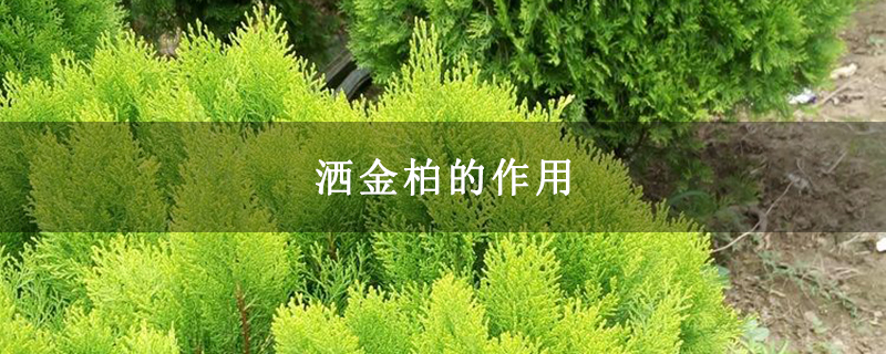 洒金柏的作用