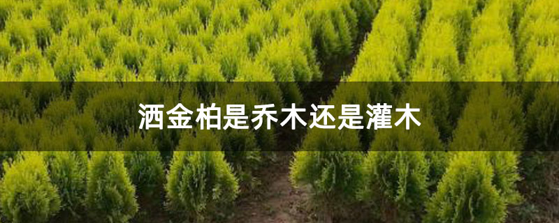 洒金柏是乔木还是灌木