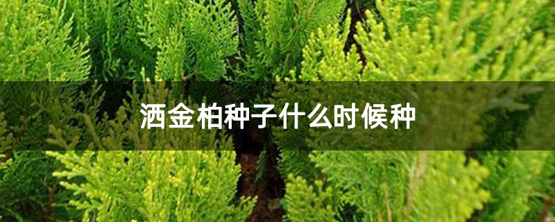 洒金柏种子什么时候种