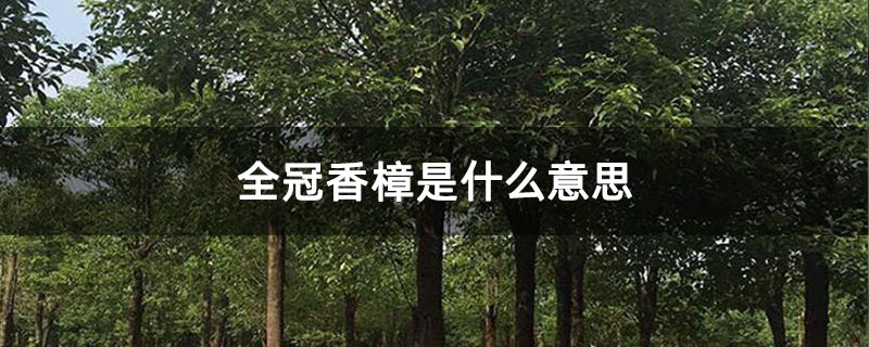 全冠香樟是什么意思