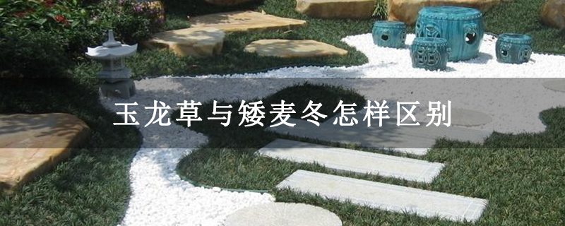 玉龙草与矮麦冬怎样区别