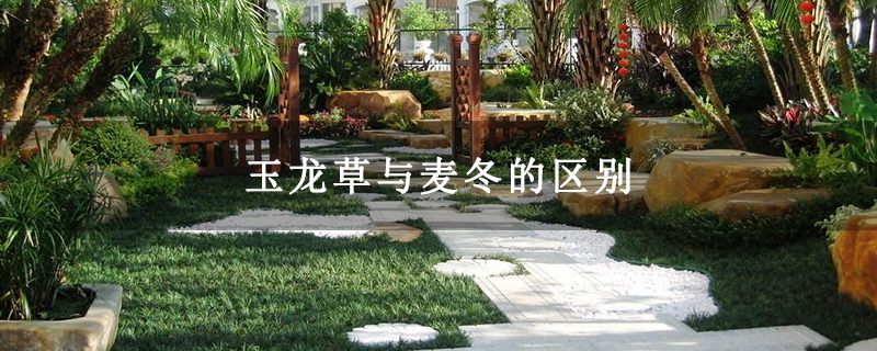 玉龙草与麦冬的区别