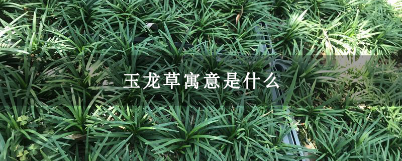 玉龙草寓意是什么