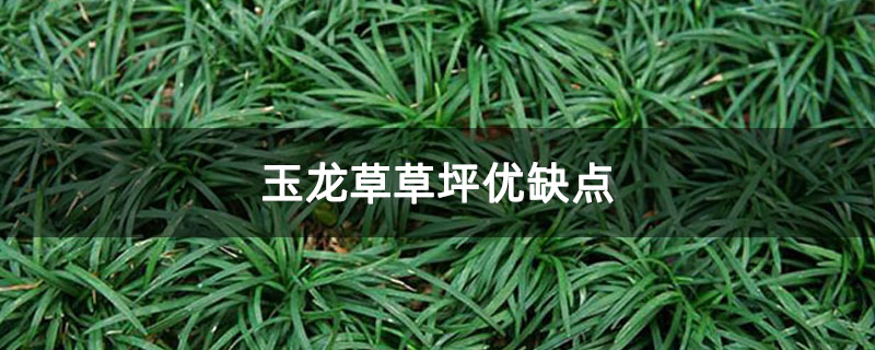 玉龙草草坪优缺点