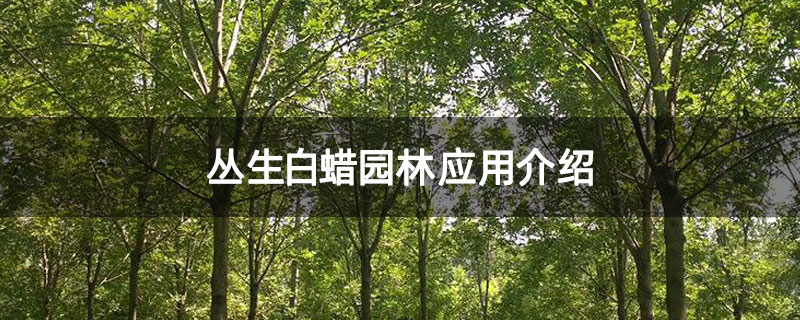 丛生白蜡园林应用介绍