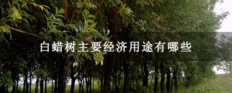 白蜡树主要经济用途有哪些