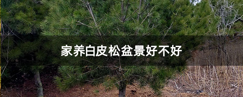 家养白皮松盆景好不好