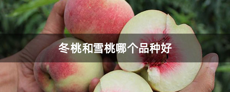 冬桃和雪桃哪个品种好