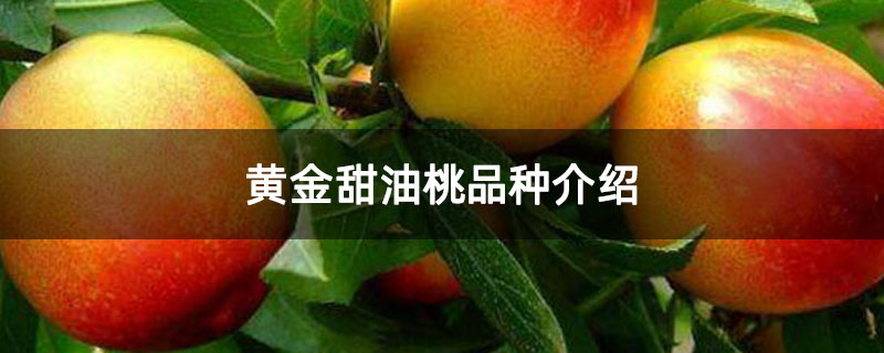 黄金甜油桃品种介绍