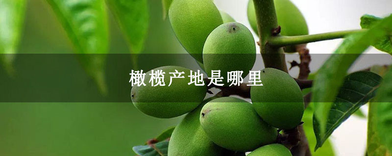 橄榄产地是哪里