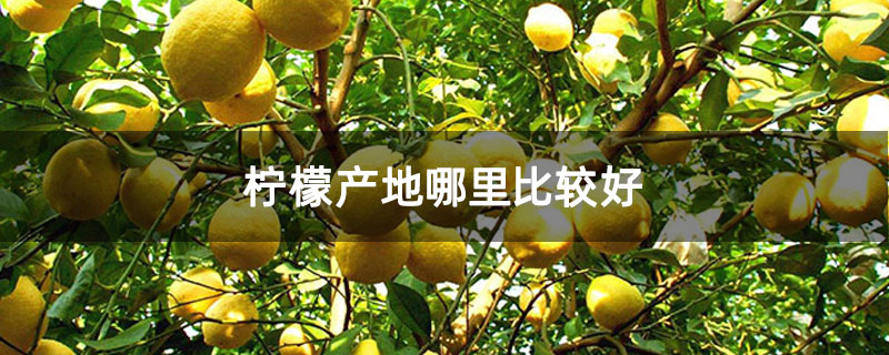 柠檬产地哪里比较好