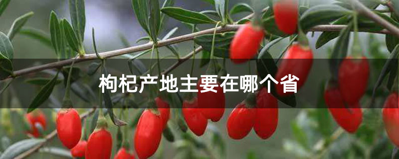 枸杞产地主要在哪个省