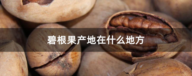 碧根果产地在什么地方