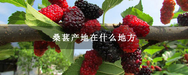 桑葚产地在什么地方