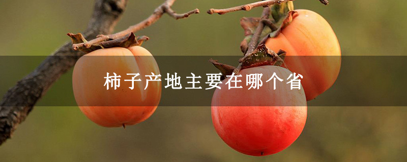 柿子产地主要在哪个省