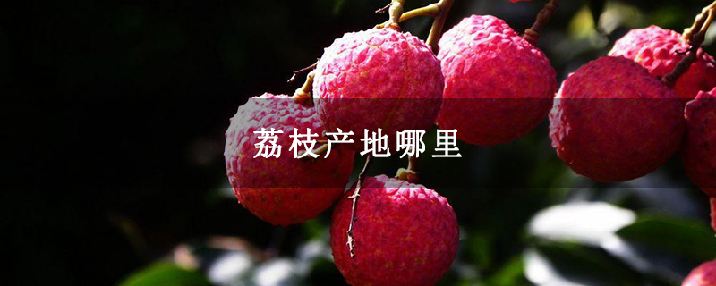 荔枝产地哪里
