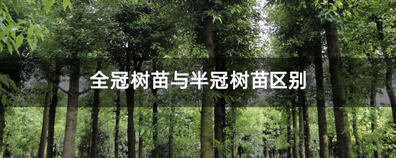全冠树苗与半冠树苗区别