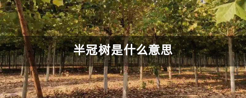 半冠树是什么意思