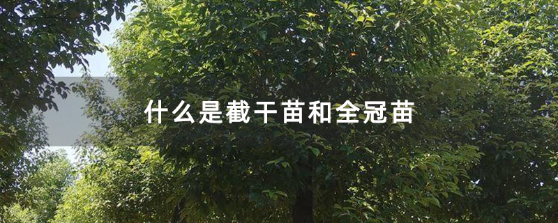 全冠香樟树