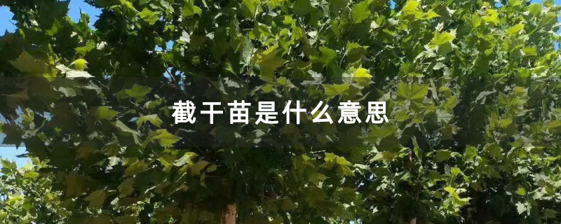 截干苗是什么意思