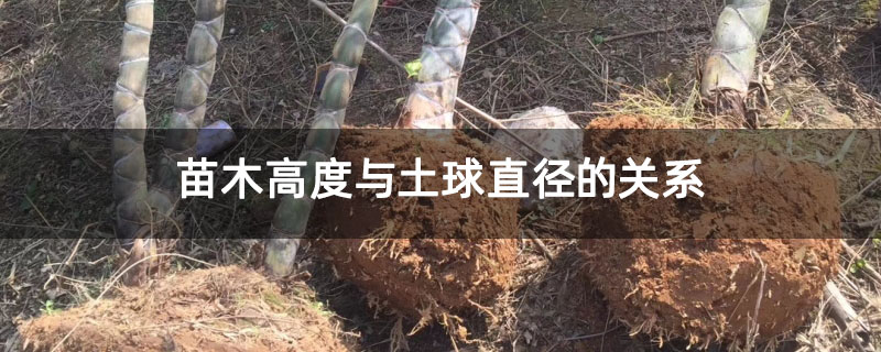 苗木高度与土球直径的关系