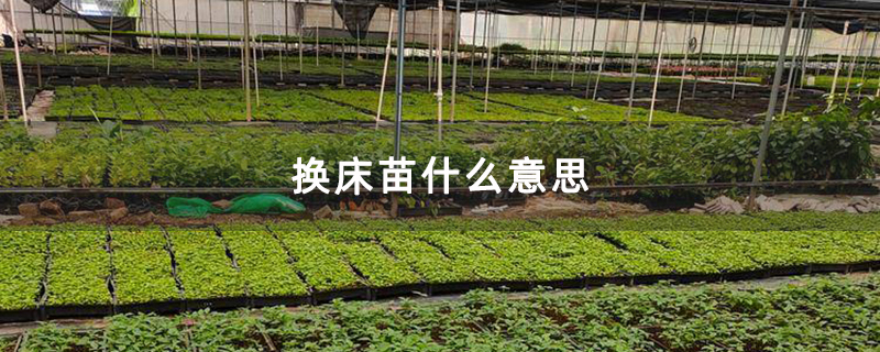 换床苗什么意思