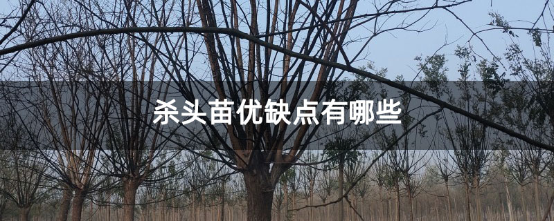 杀头苗优缺点有哪些