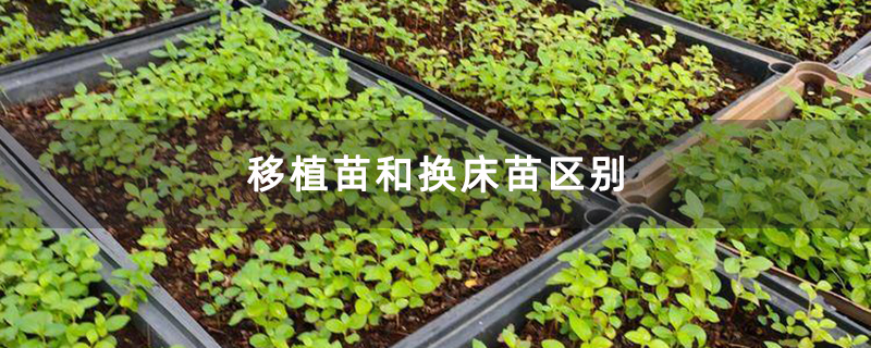 移植苗和换床苗区别