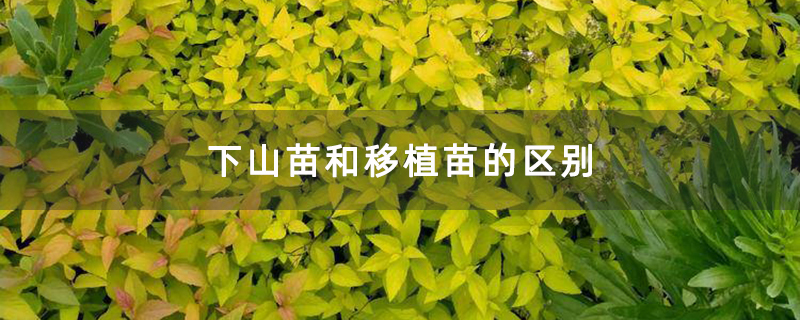 金叶绣线菊小苗