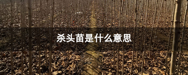 杀头苗是什么意思