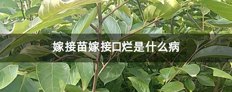 嫁接苗嫁接口烂是什么病 嫁接苗嫁接口烂是什么病