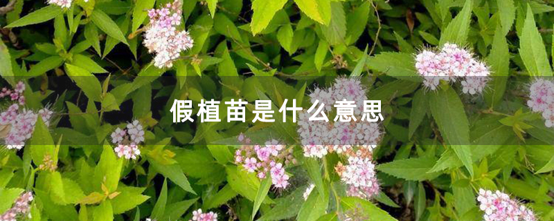 绣线菊小花苗