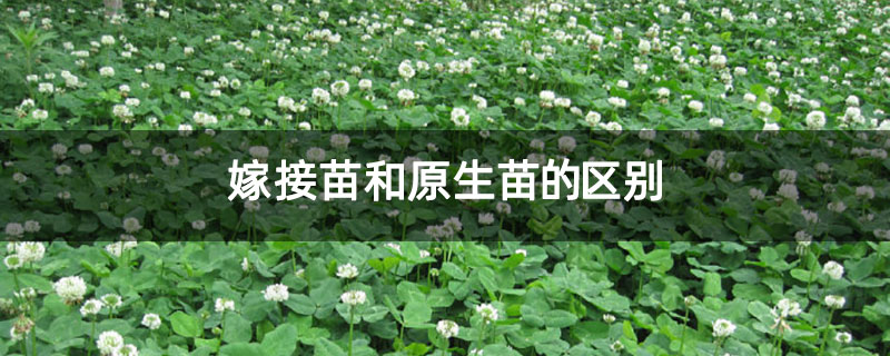 嫁接苗和原生苗的区别