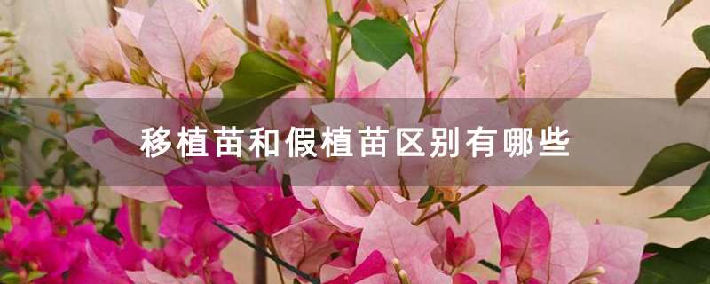 移植苗和假植苗区别有哪些