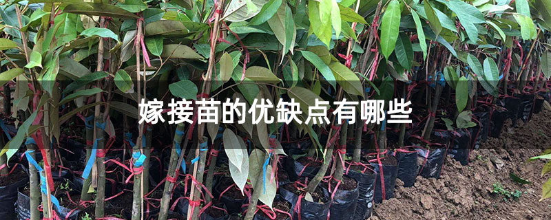 嫁接苗的优缺点有哪些 嫁接苗的优缺点有哪些