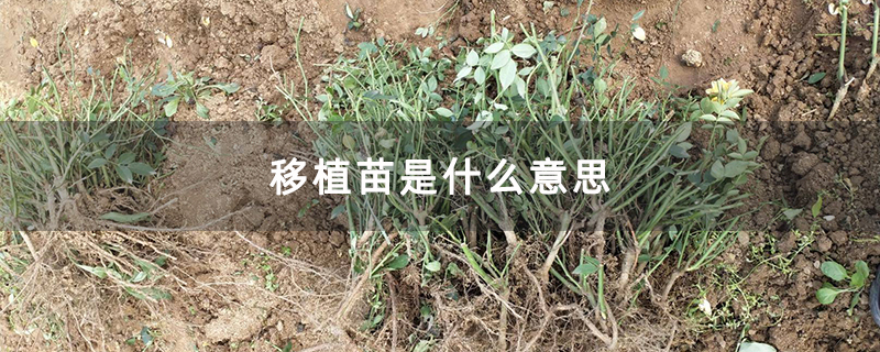 移植苗是什么意思