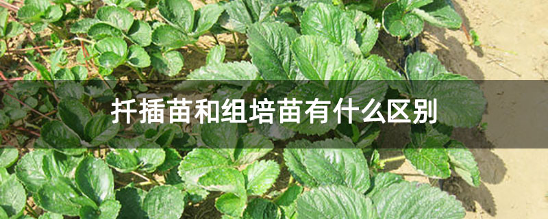 扦插苗和组培苗有什么区别