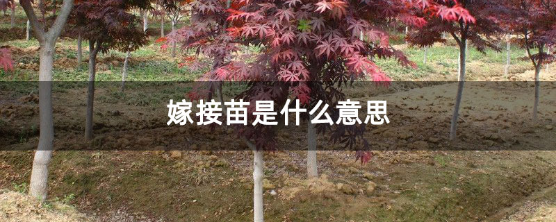 嫁接苗是什么意思