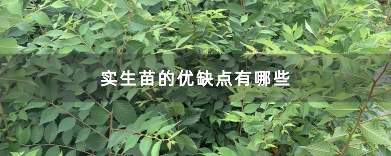 实生苗的优缺点有哪些