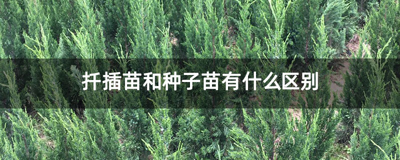 扦插苗和种子苗有什么区别 扦插苗和种子苗有什么区别