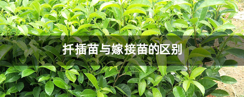 扦插苗与嫁接苗的区别 扦插苗与嫁接苗的区别