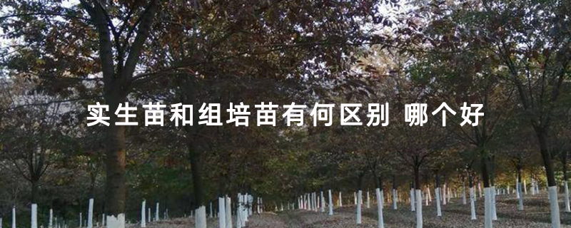 实生榉树苗