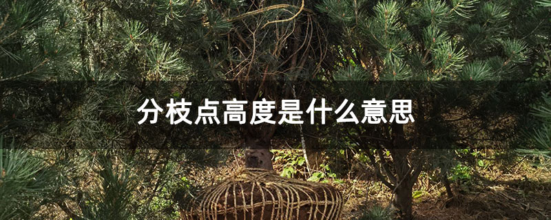 分枝点高度是什么意思