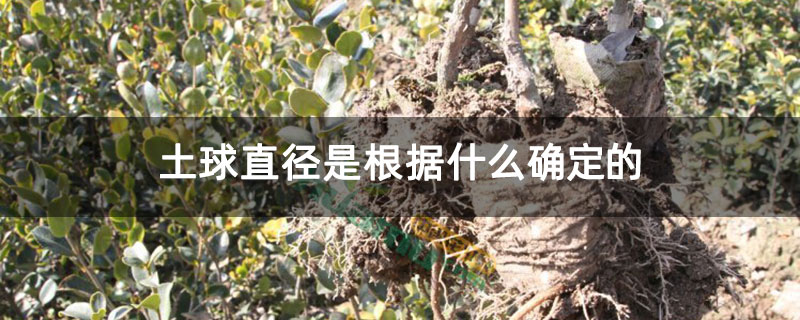 土球直径是根据什么确定的 土球直径是根据什么确定的