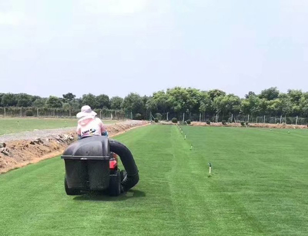 草坪修剪