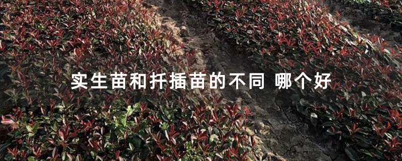 实生苗和扦插苗的不同 哪个好