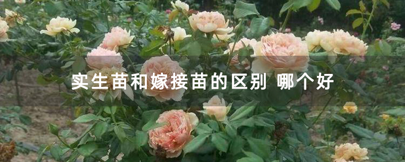 实生苗和嫁接苗的区别 哪个好