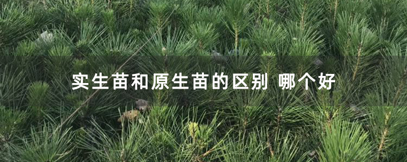 实生苗和原生苗的区别 哪个好