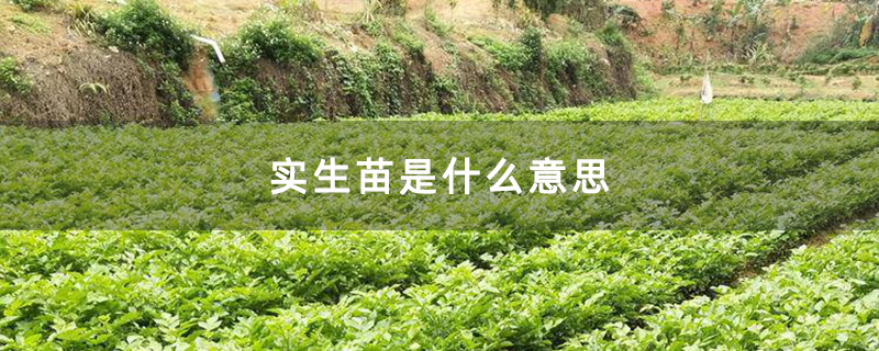 实生苗是什么意思