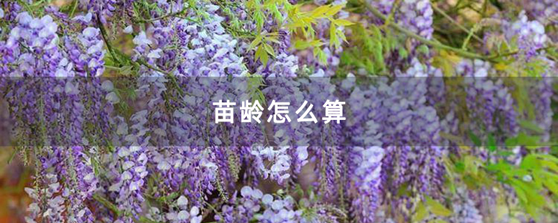 紫藤苗
